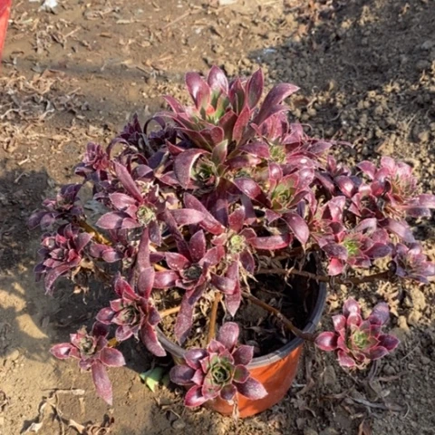 孔雀锦小羊肖恩13