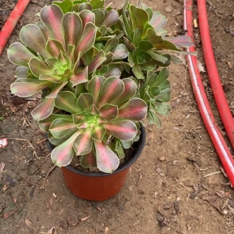 粉中班小羊肖恩10