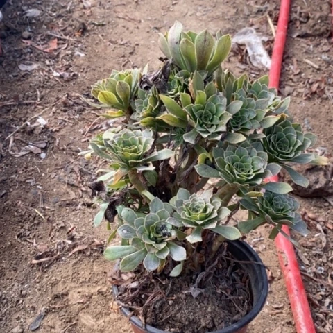 原始绿小羊肖恩48