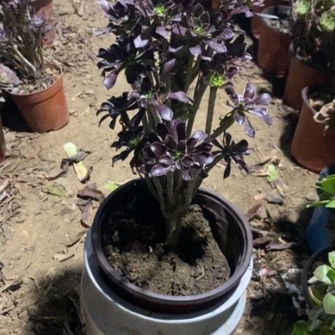 黑法师小羊肖恩39