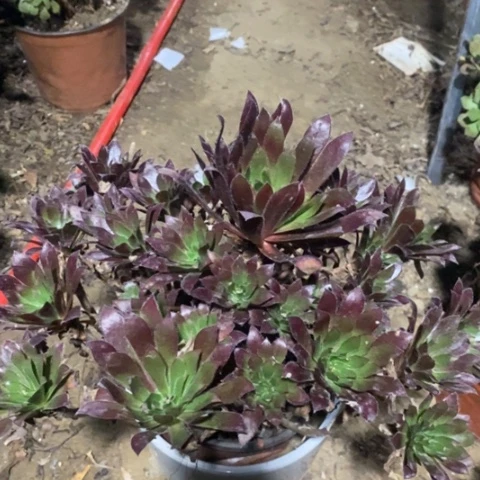 火凤凰法师加急66