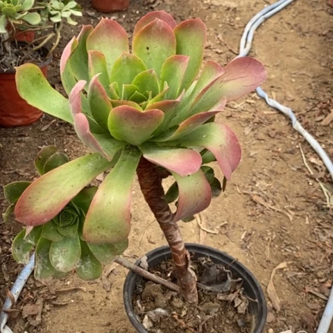 香盘法师小羊肖恩54