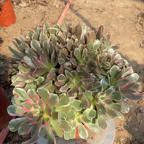 浣纱法师加急发货13