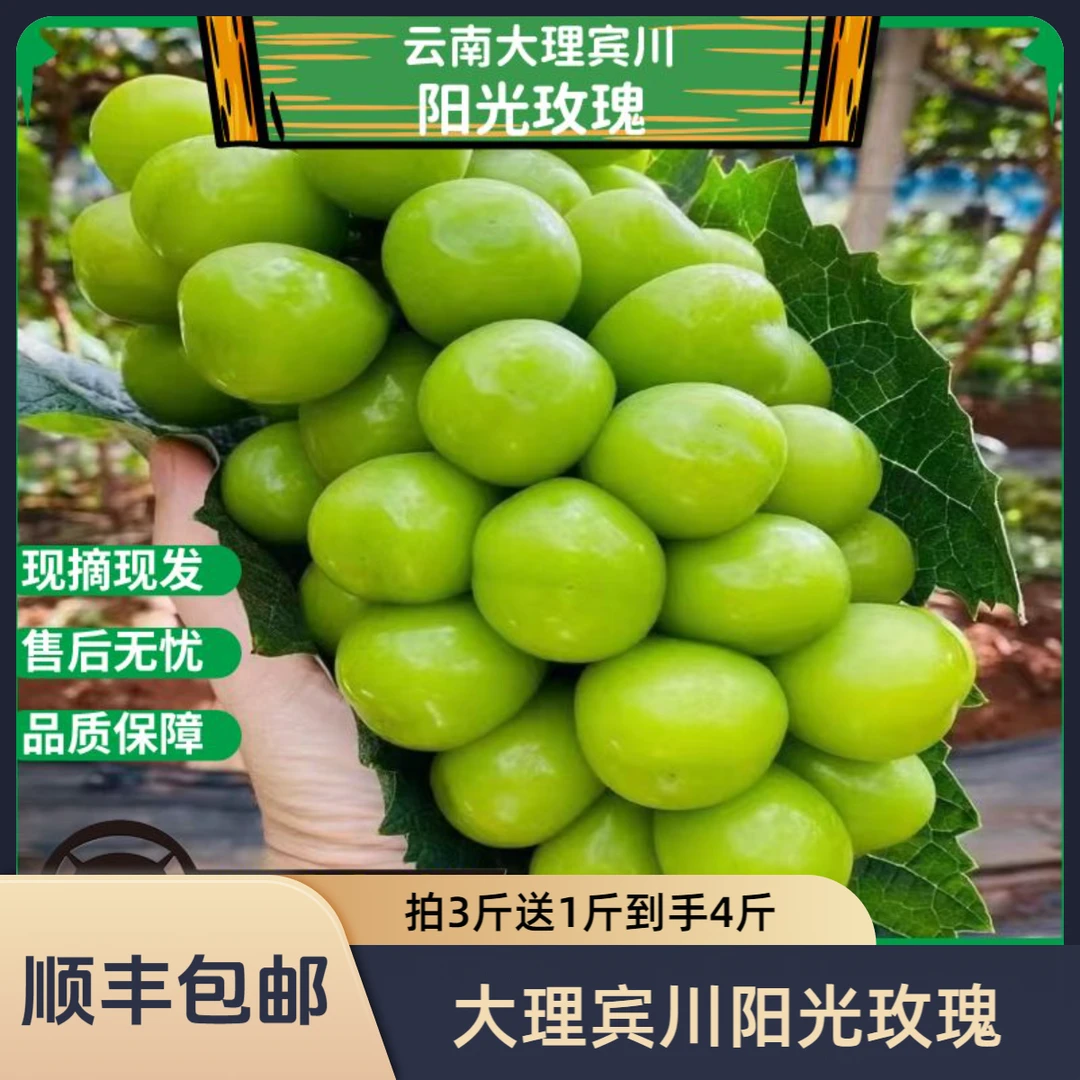 【顺丰包邮】大理宾川精品阳光玫瑰新鲜无籽果园饱满发货香味葡萄