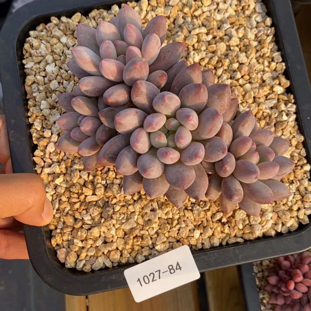 一****心1027-84-半夏。。。。