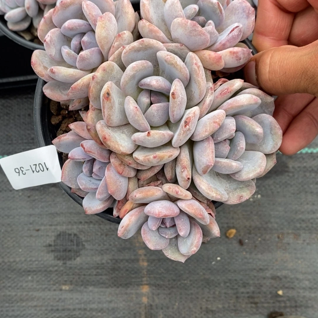 雪1021-36-星影。。。。