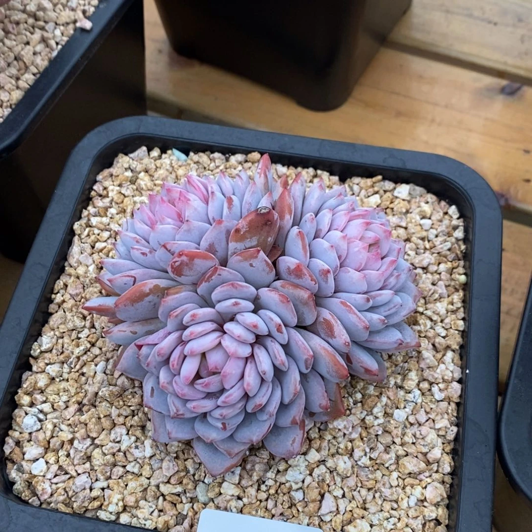 1107-48-星星橙。。，，，，