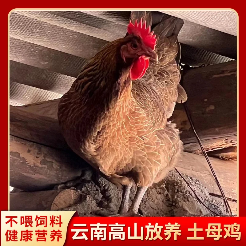 云南高山放养散养肉质纯土鸡母鸡