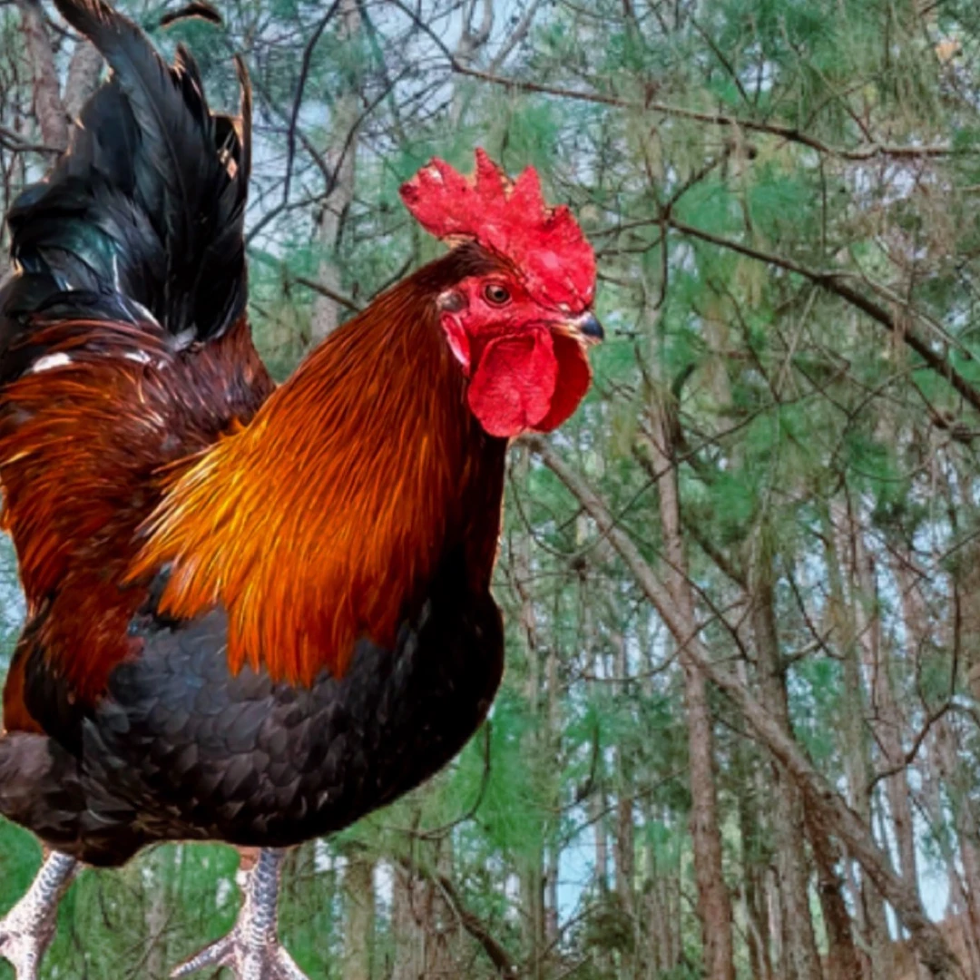 云南哀牢山放养土鸡肉质Q弹汤鲜肉效香