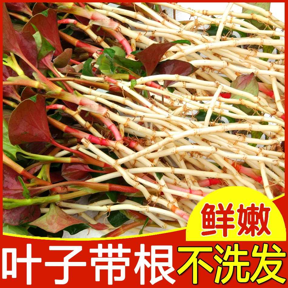 折耳根新鲜 鱼腥草猪鼻孔节节根四川特产嫩芽 侧耳根叶子便宜实惠