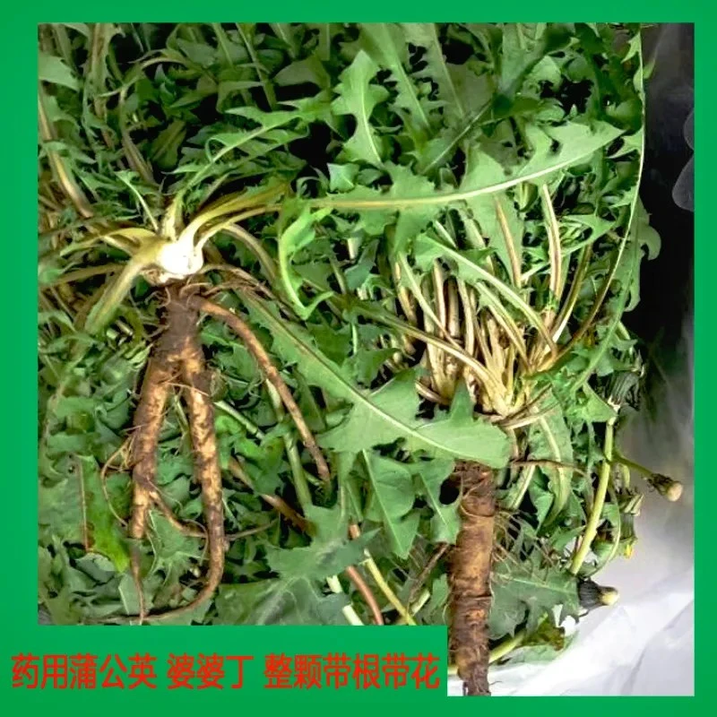 蒲公英新鲜 整根野菜当季苦菜 现挖整棵带根药用 婆婆丁老根农家