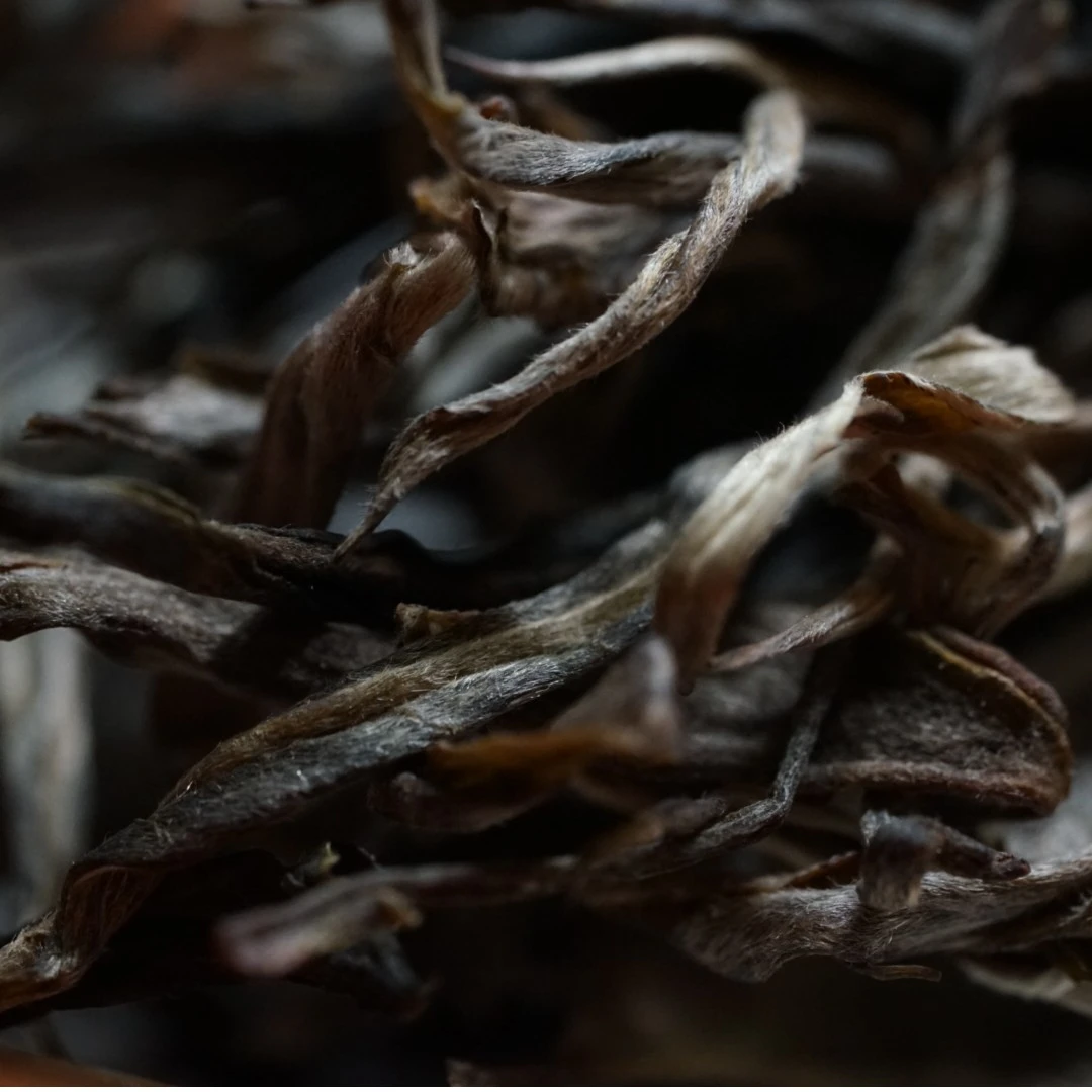 璞润元古茶【刮风寨茶王树】2023年普洱茶生茶50g