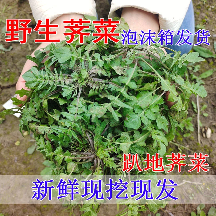 2025新鲜现挖野生荠菜小叶荠菜地丁菜饺子馄饨馅荠荠菜