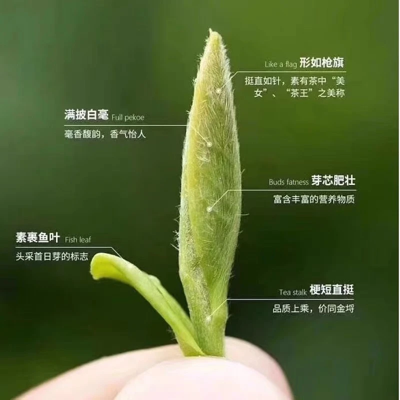 福鼎白茶2024年特级新茶头采高山荒野太姥山白毫银针散茶罐礼盒装
