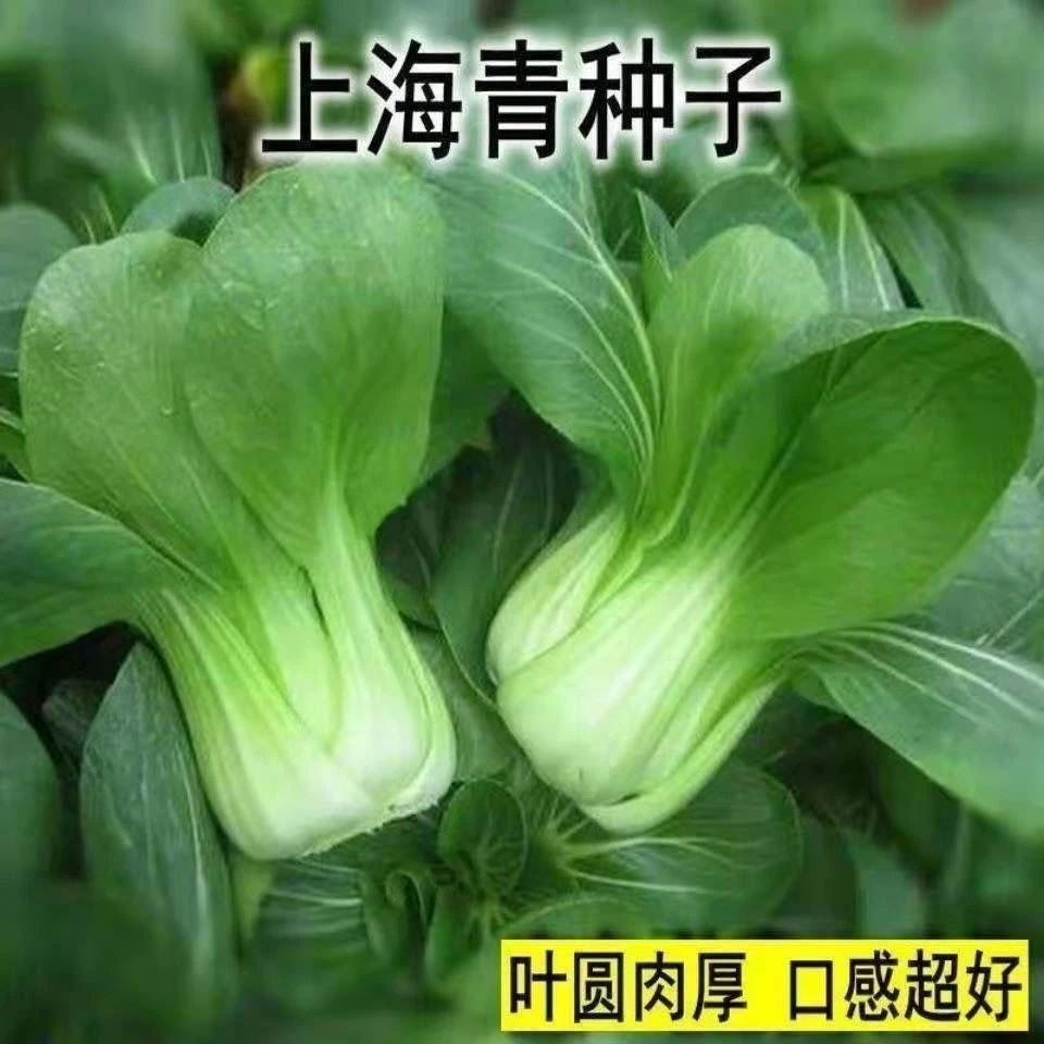 原种上海青种子四季播高产矮脚青菜种子农家阳台小油菜籽蔬菜种子