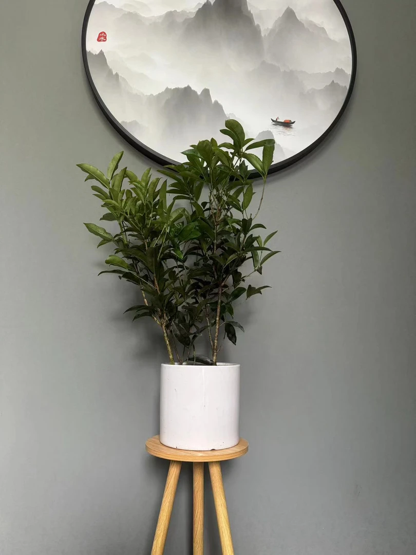 四季桂花，月月桂花，地栽盆栽浓香，美观