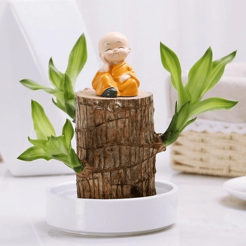 水培植物巴西木幸运木