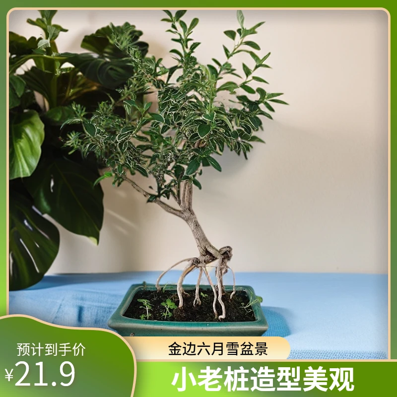 金边六月雪提根盆景小老桩造型办公室室内桌面小盆栽开花禅意美观