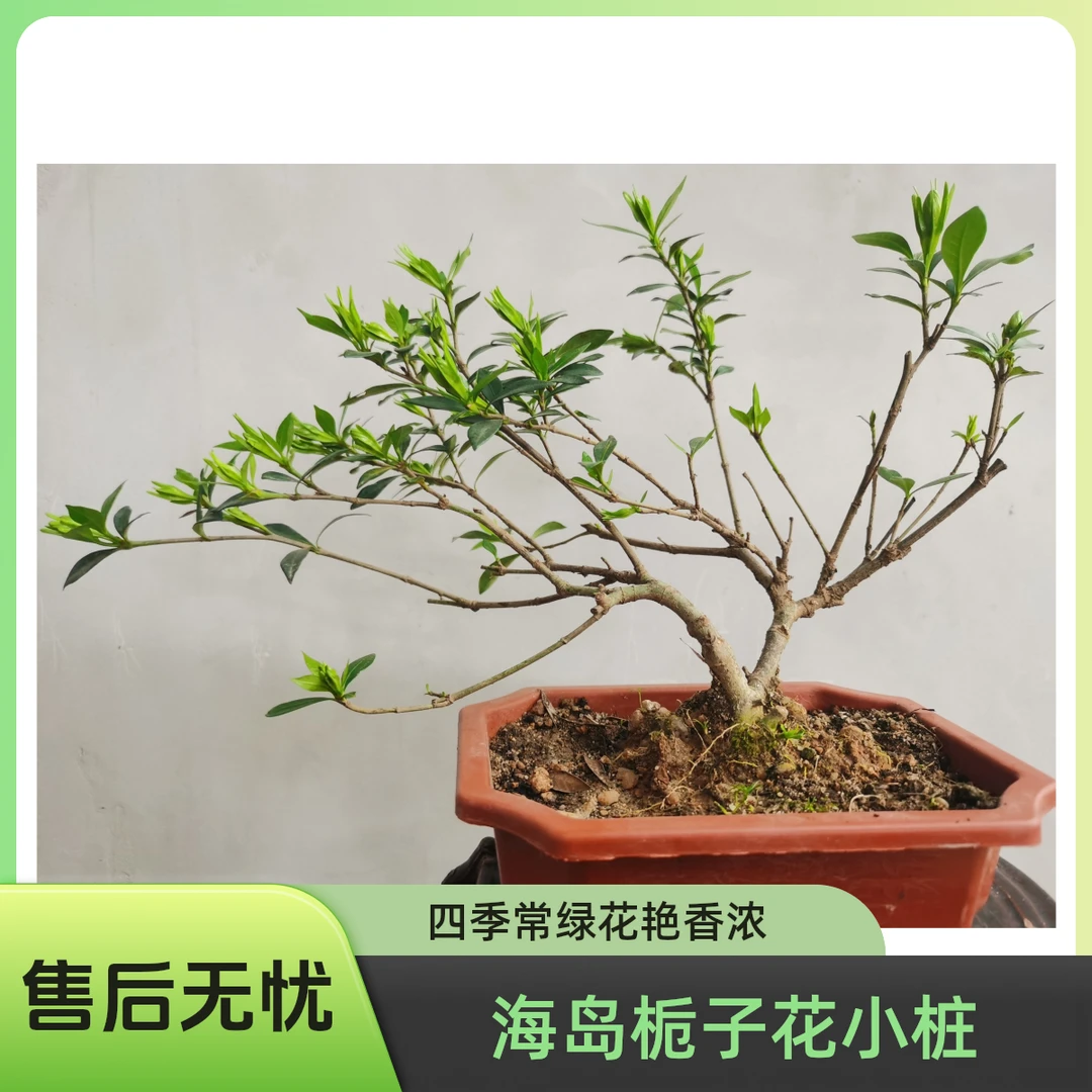 海岛小叶栀子花小老桩四季常绿重瓣花型室内绿植办公室阳台浓香