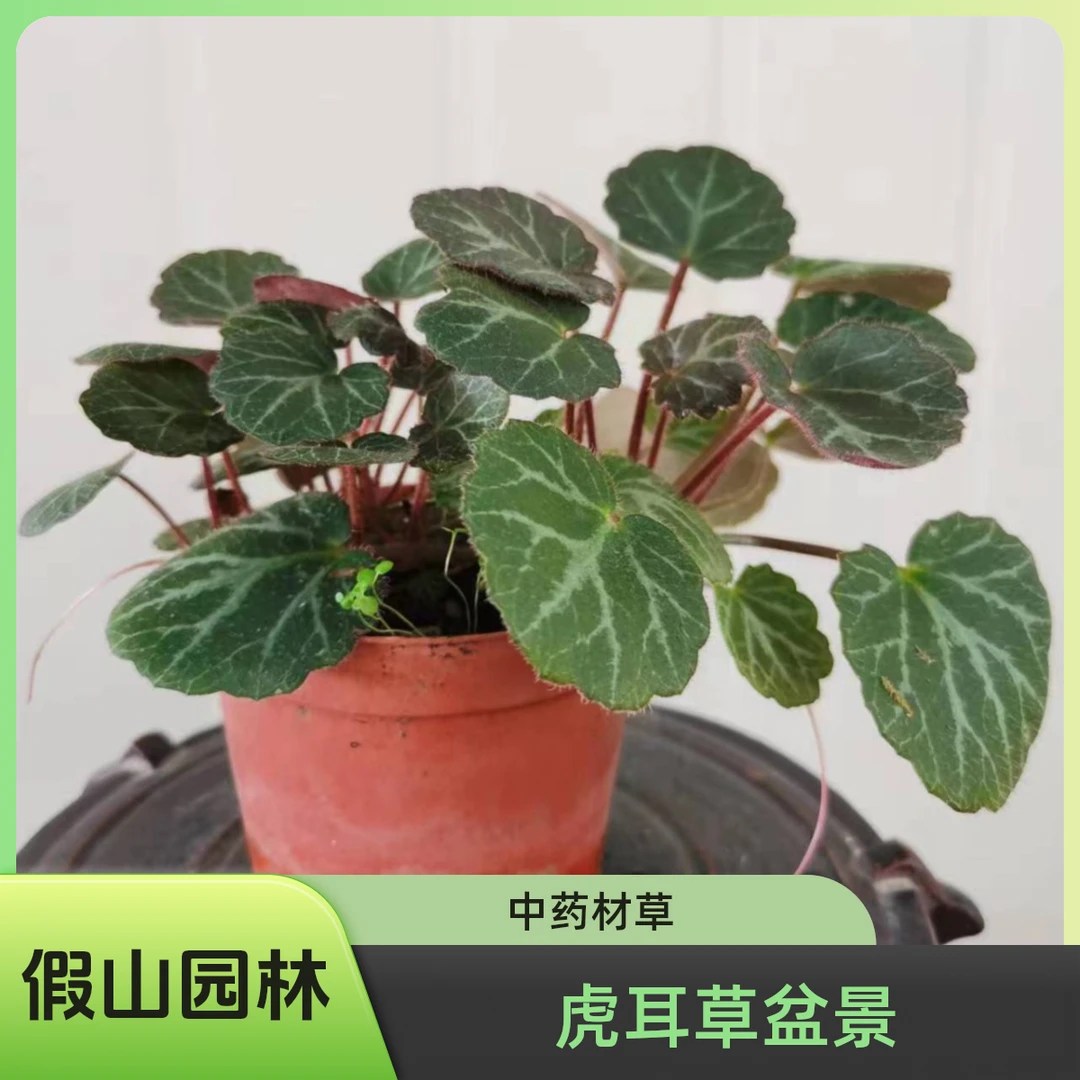 虎耳草金丝荷叶猫耳朵老虎耳盆景植物假山园艺造景植物中药材盆栽