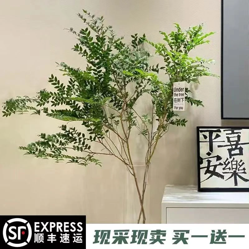 【顺丰包邮】美男树水培绿植室内好养植物办公室客厅马醉木平替装饰