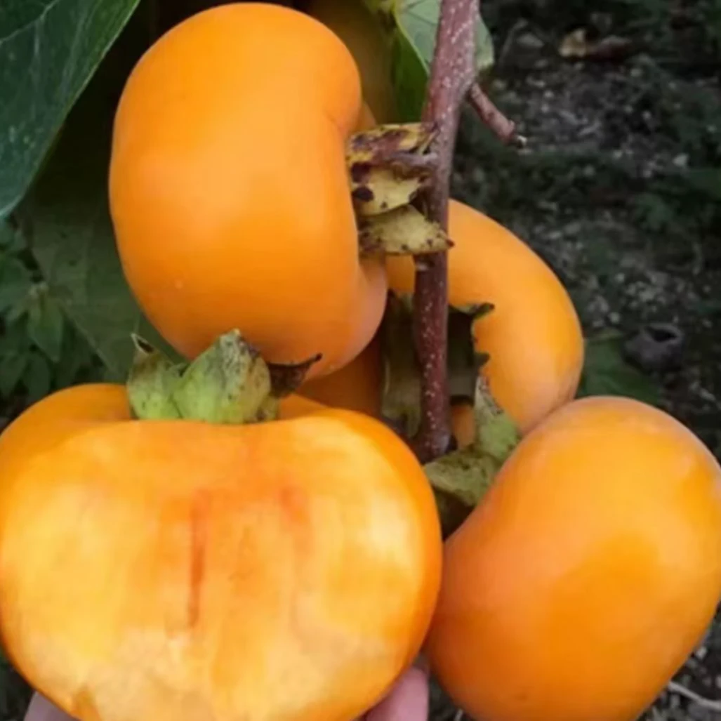 脆甜柿子树苗阳丰太秋火晶盆栽地栽耐寒耐旱种植