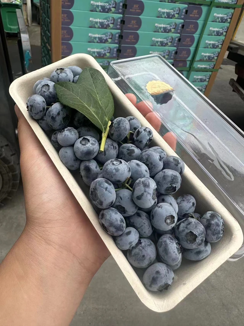 新鲜带枝蓝莓大盒