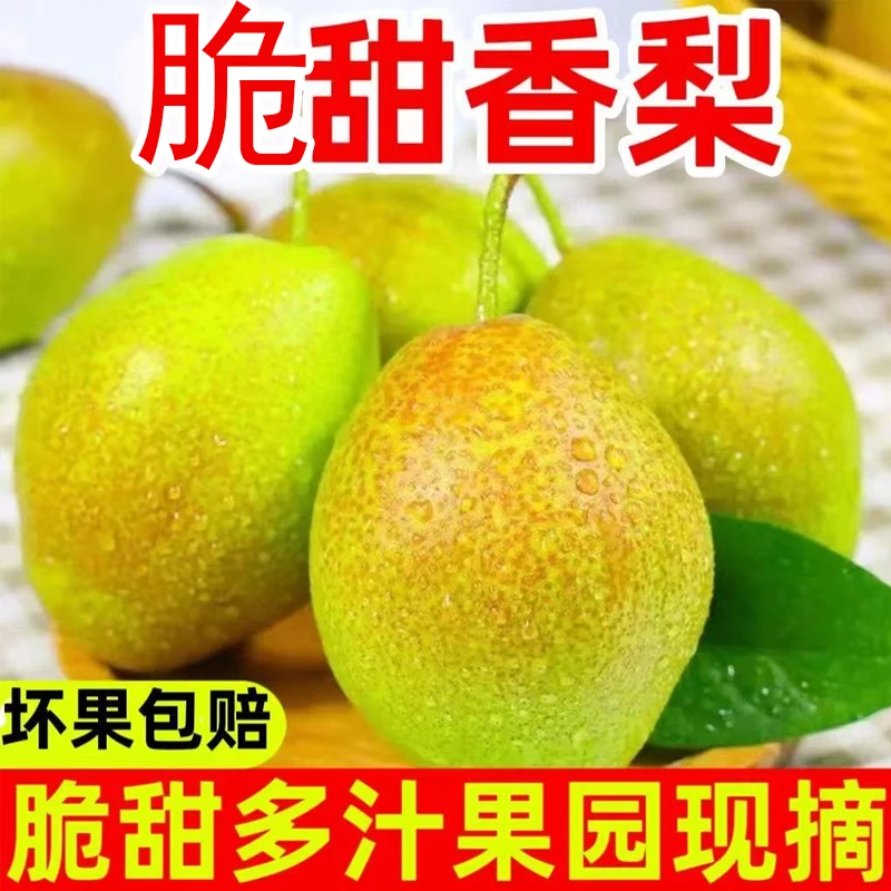 【8.5斤酥梨】当季新鲜水果当季正宗脆甜梨子运城现摘酥梨香梨