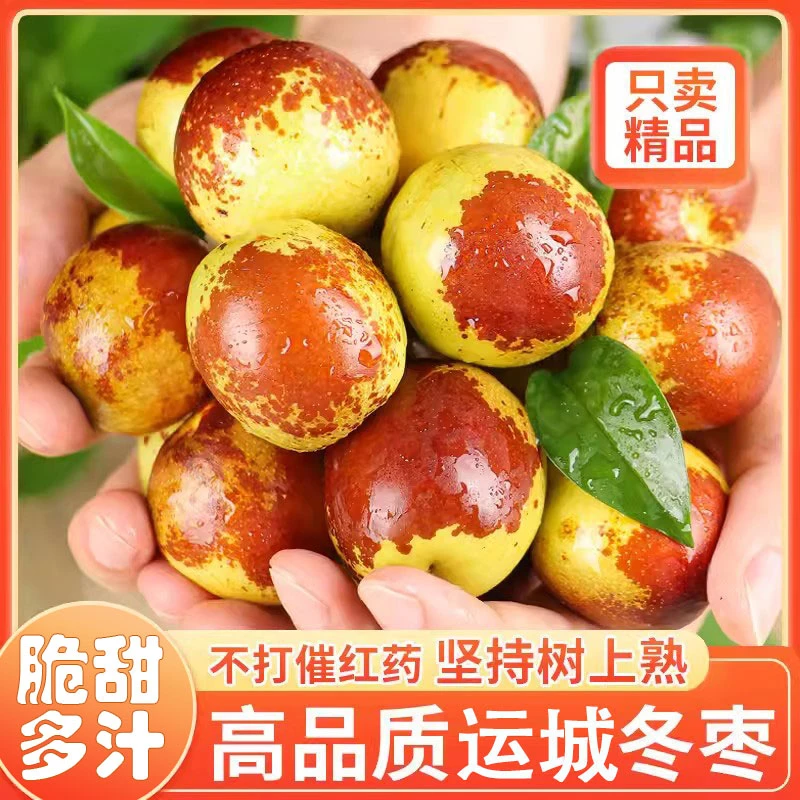 【五斤冬枣】现摘头茬牛奶冬枣整箱脆甜多汁优质