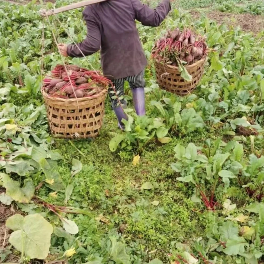 四川泡菜胭脂红皮红心紫美人凤梨萝卜涪陵新鲜榨盐水母水泡菜上色