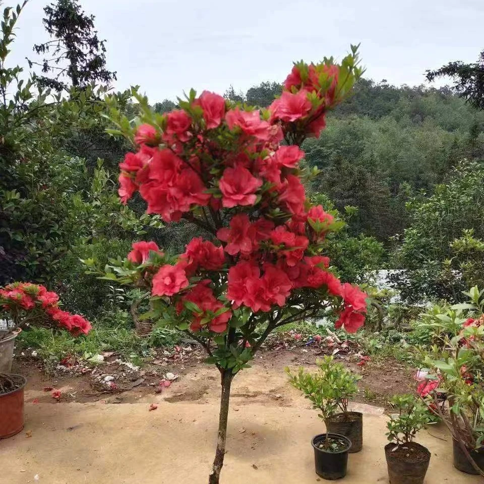 进口杜鹃花苗哈克曼红牡丹庭院盆景阳台花卉盆栽绿植基地批发