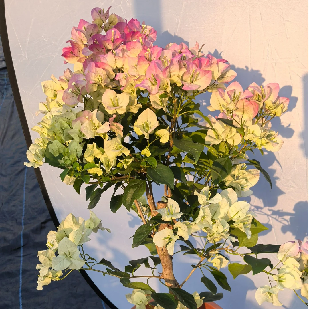 三角梅绿樱绿叶樱花一物一拍