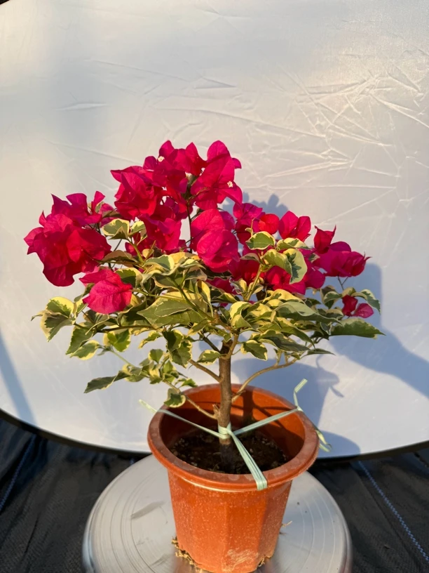 三角梅花叶玫红一物一拍