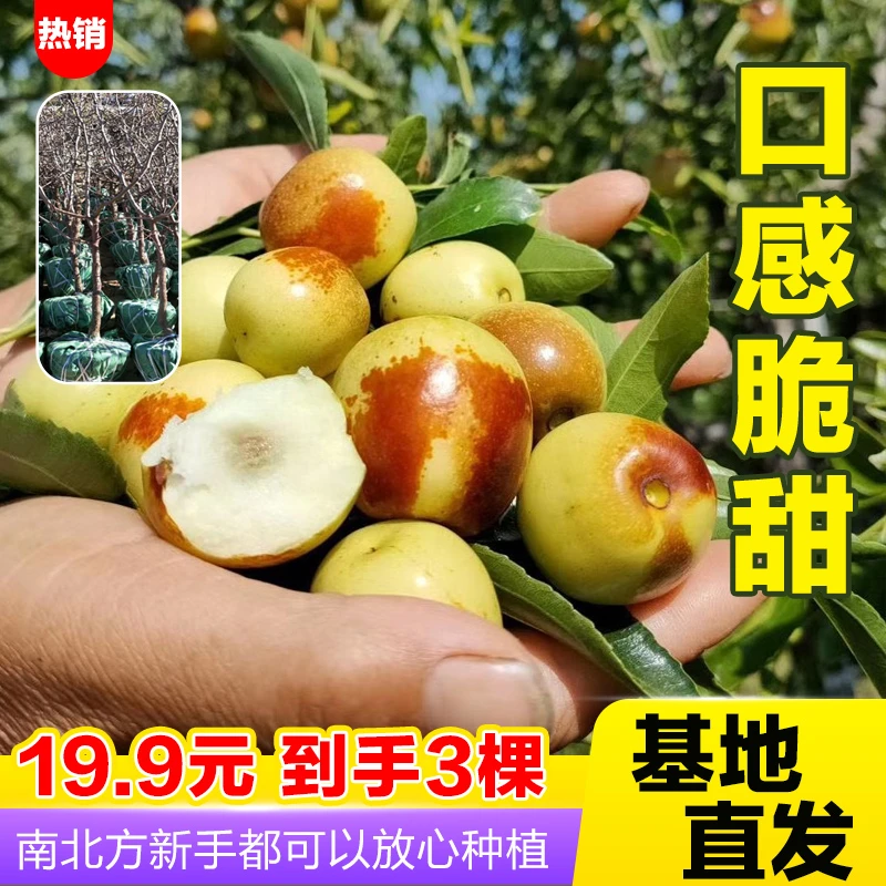 【19.9元3棵】基地直发优质枣树苗 北方南方种植 盆栽地栽都能种