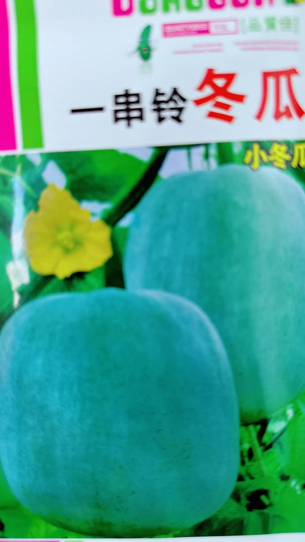 粉皮小冬瓜（5克）