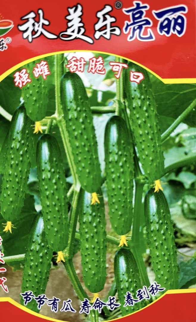强雌亮丽旱黄瓜种子