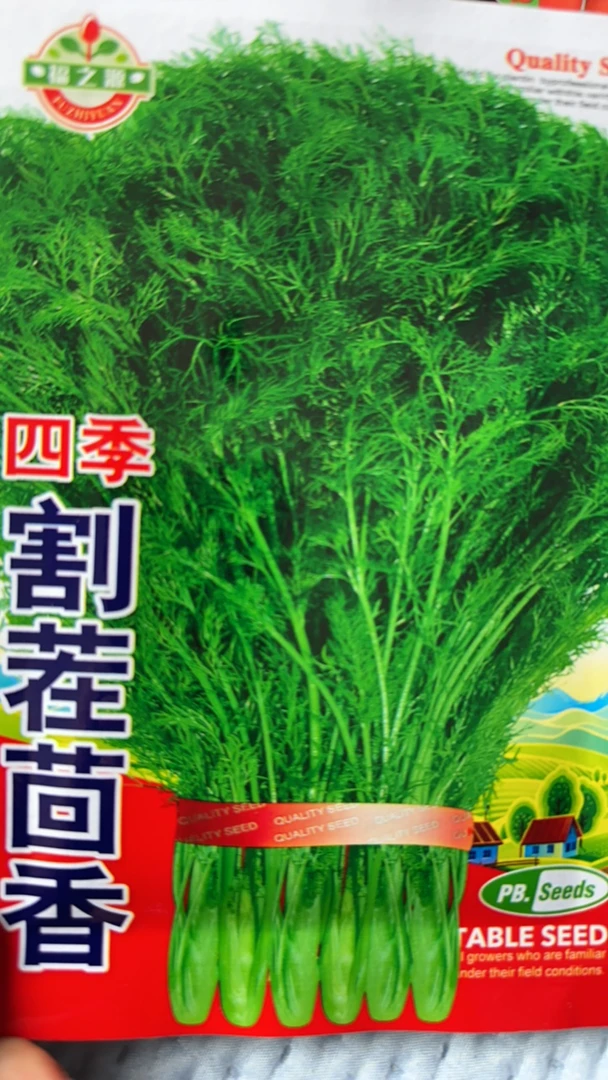 四季割茬茴香种子拍一发二