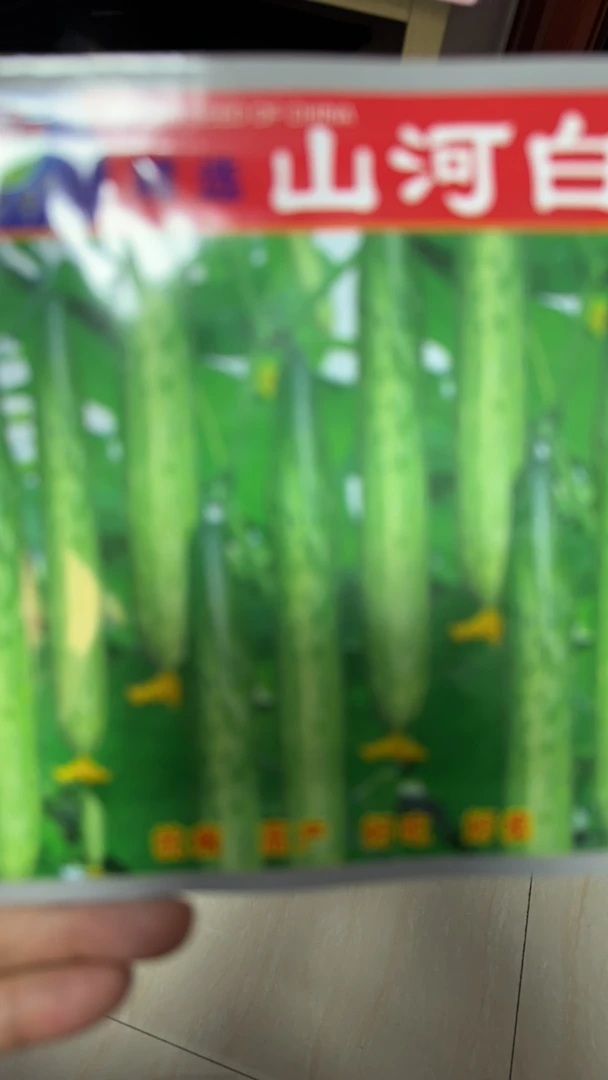 山河白黄瓜籽旱黄瓜种子