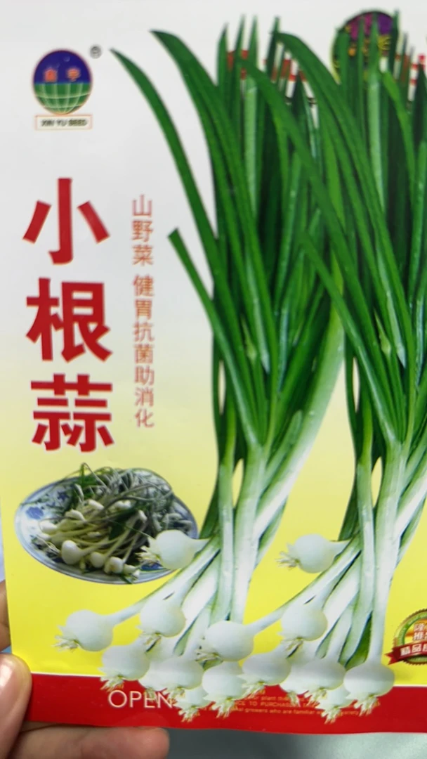 小根蒜种子2克小根蒜