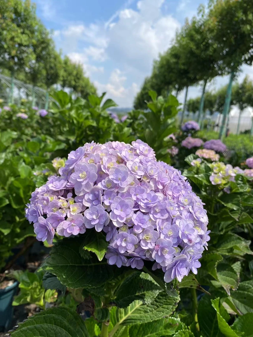 绣球花品种露天盆栽花手鞠重瓣云南种植基地直发宠粉福利夏季养护
