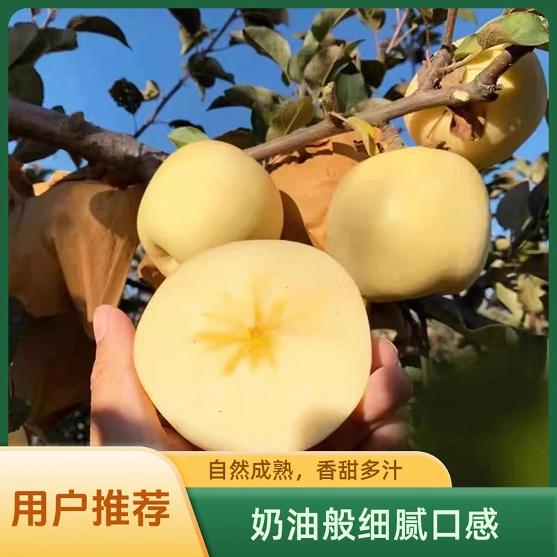 【带箱5斤】烟台黄金奶油富士苹果脆甜新鲜甜包邮特产精选果园直发