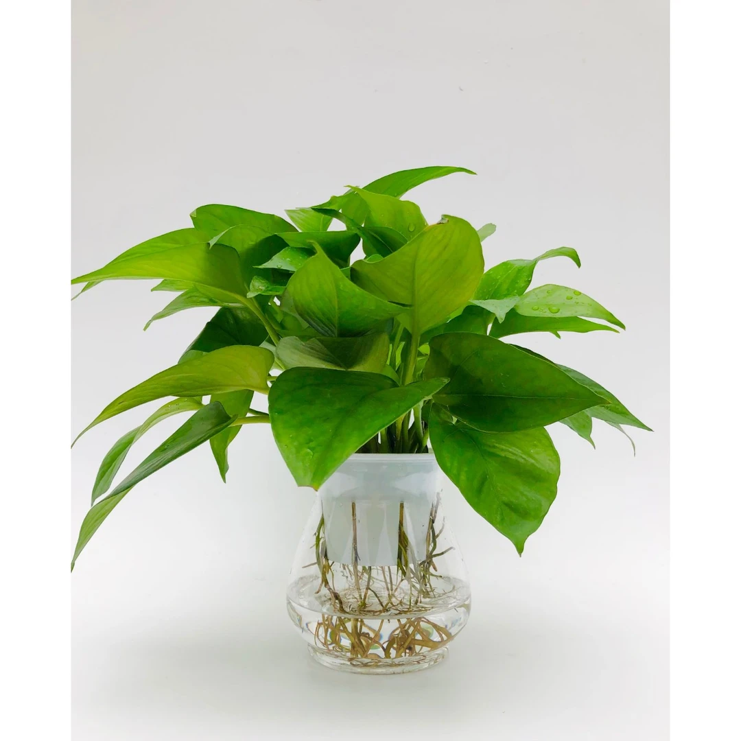 藕式花叶绿箩净化空气盆栽室内植物水培绿植卫生无土好养好看时尚