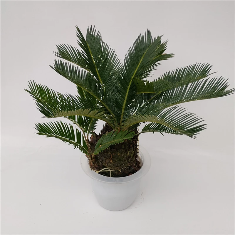 藕式龙年多头铁树水培花卉绿植水养盆栽植物时尚网红卫生无土好养