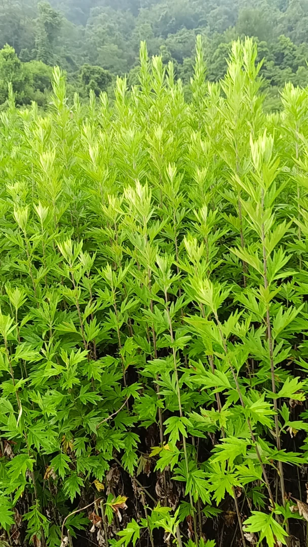 手工艾草皂，冷制皂