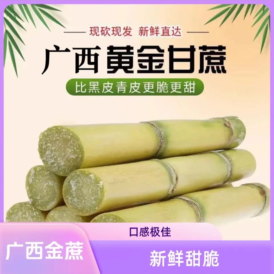 广西黄金甘蔗新鲜多汁清甜爽口现砍现发黄皮甘蔗