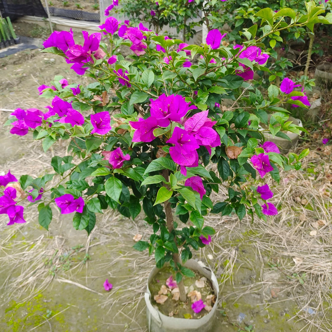 云南紫安格斯三角梅，勤花，好养，易成话