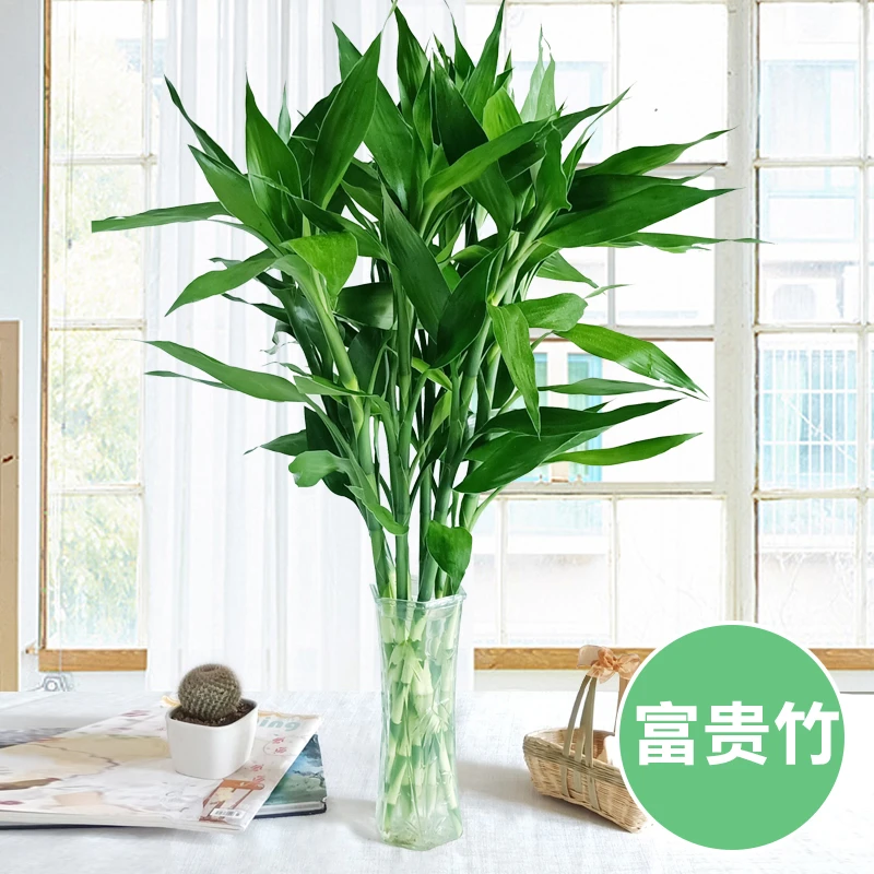 尺寸水培植物转运开运竹花卉绿植盆栽绿萝室内花客厅水养节节高