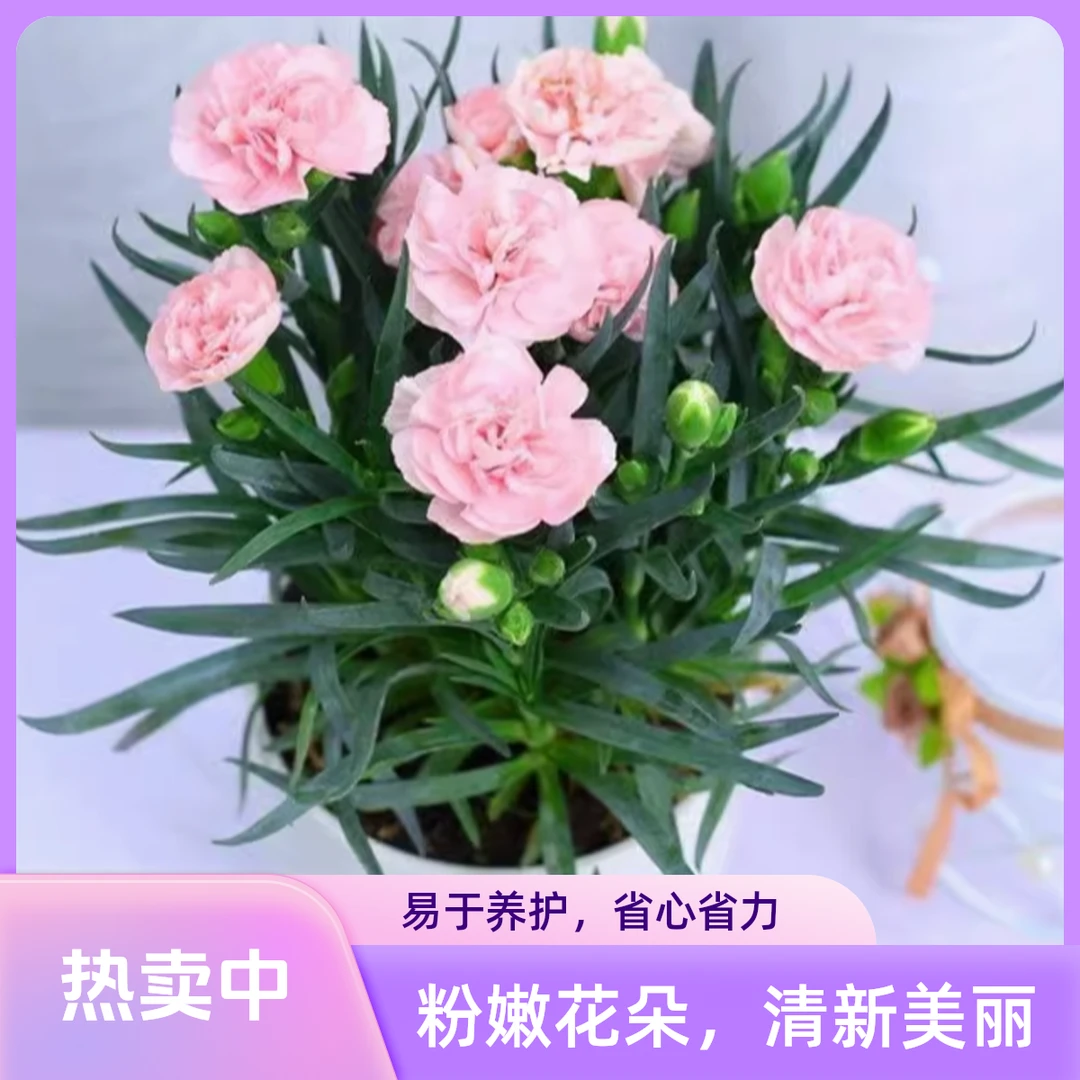 康乃馨鲜花盆栽欧石竹花苗石竹竹子花卉室内绿植四季水培植物