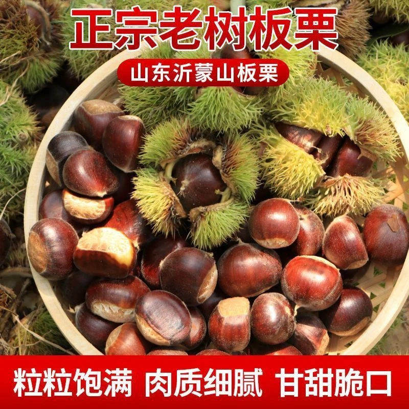2024沂蒙山油栗现摘甜糯正宗板栗老树油栗栗子山东沂蒙山板栗新鲜