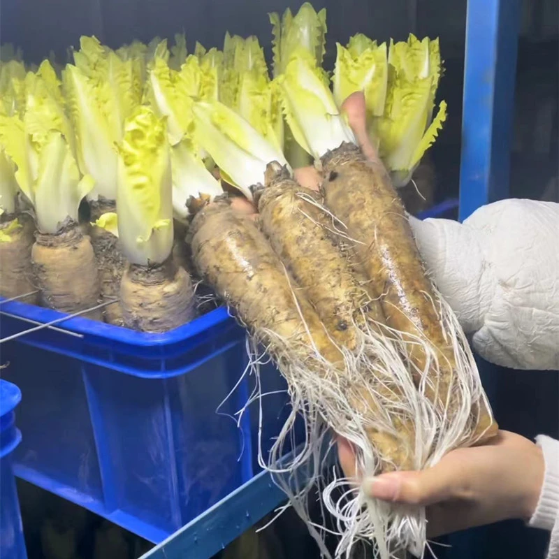 (新品)软化菊苣四季盆栽金玉兰菜种子紫玉兰根